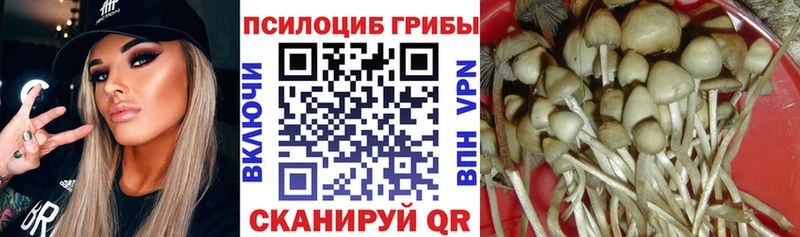 блэк спрут вход  Лениногорск  Псилоцибиновые грибы мицелий 